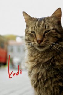 دانلود مستند Kedi 2016 گربه